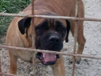 cane corso fawn